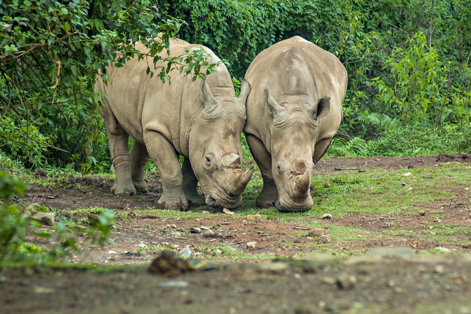 Ujung Kulon - DOKU.Promo