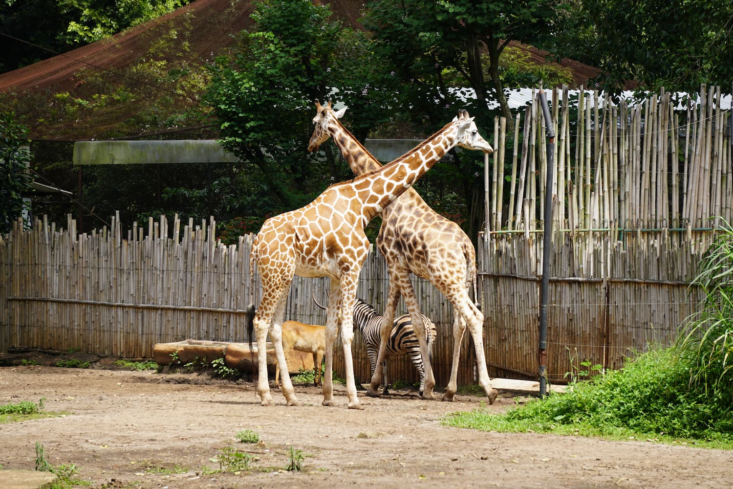 Bandung Zoo - DOKU.Promo