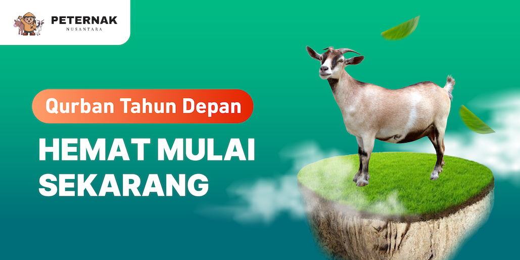 Persiapan Qurban Bareng Peternak Nusantara, Hemat dari Sekarang!