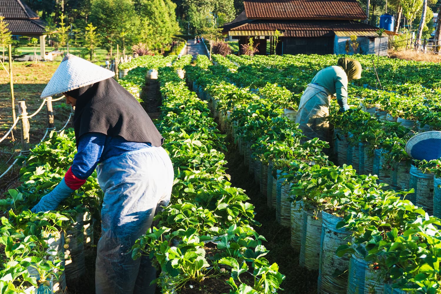 Destinasi Perkebunan yang Ikonik di Ciwidey - DOKU.Promo