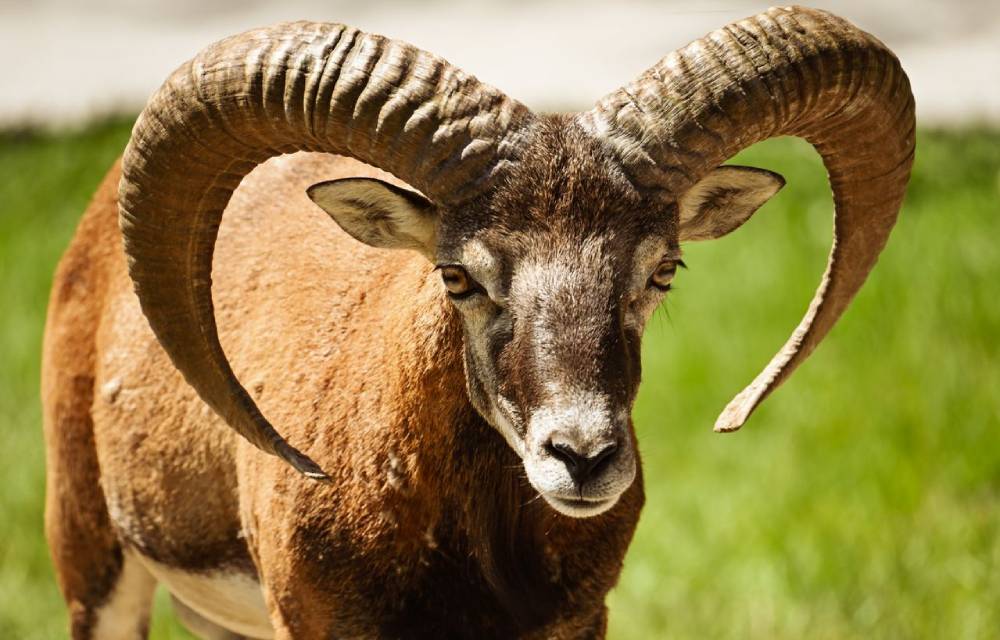 Zodiak Aries: Penuh Semangat, Berani, tapi Gampang Emosi?
