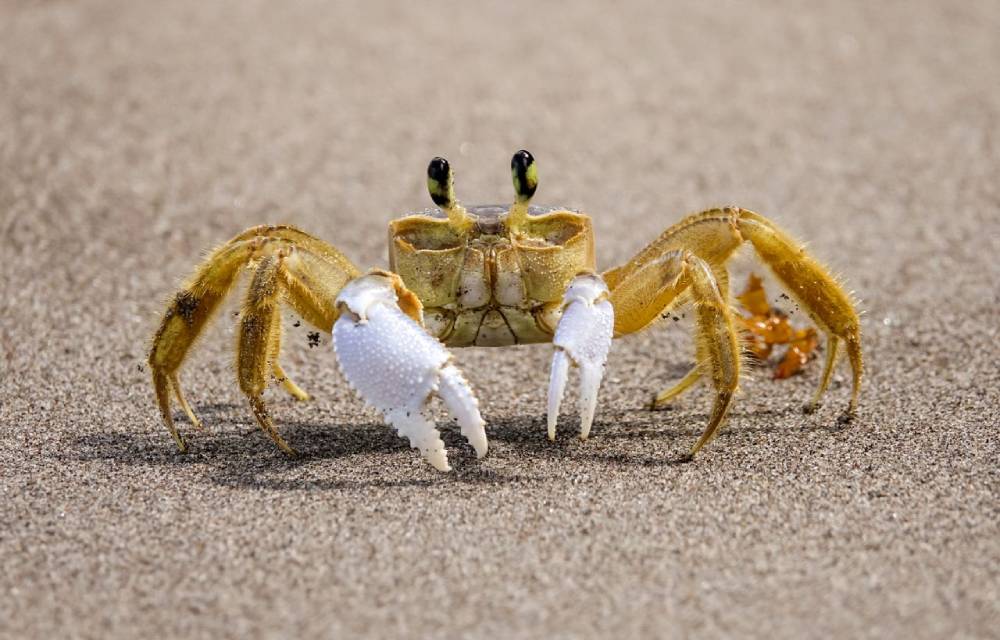 Kenalan Sama Zodiak Cancer: Ini Karakter, Arti Lambang, dan Ramalannya